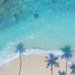 Summer Palm Tree And Tropical Beach With Aqua Waves And Coconut Palm Shadow On Blue Background.